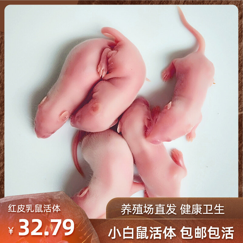 包活小白鼠实验用小鼠白老鼠繁殖组昆明鼠乳鼠喂蛇开口活饵食物