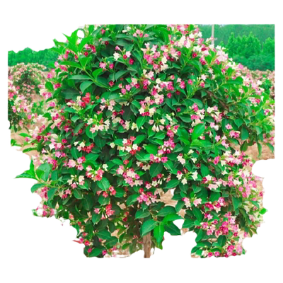 五彩锦带红王子锦带花期长