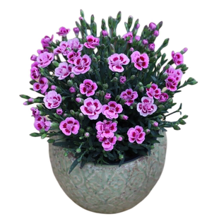 康乃馨盆栽花苗初吻奥斯卡奶芙蜜桃花期长三八妇女节母亲节送花