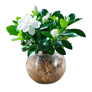 栀子花水培盆栽植物室内花卉办公桌工位水养开花绿植带花苞浓香型