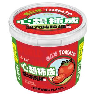 小花农桌面迷你绿植猫草罐头植物盲盒创意盆栽种子草莓向日葵种植