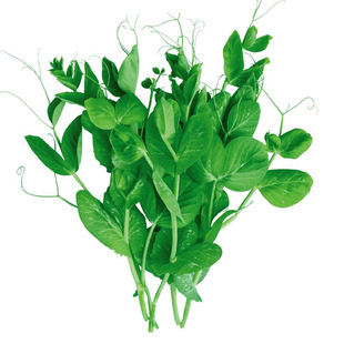 无须豌豆尖种籽豌豆苗种子四季孑碗豆芽苗菜专吃碗豆苗种吃苗四川