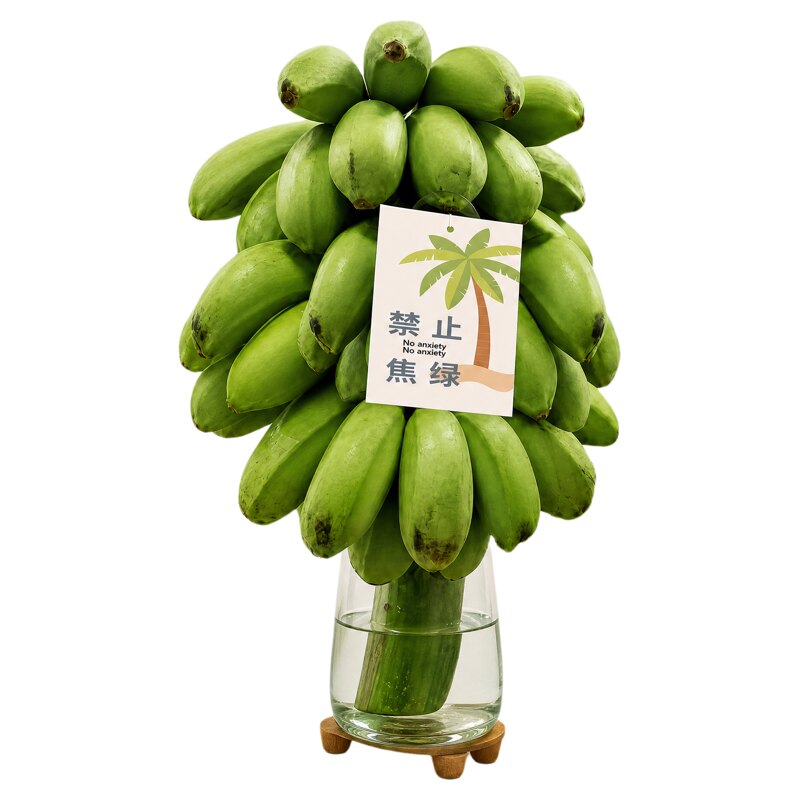 禁止蕉绿香蕉整串正宗广西新鲜小米蕉绿植盆栽办公室自然熟鲜芭蕉