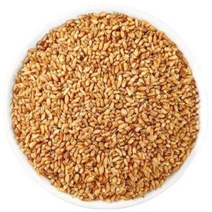 柏子仁泡水中药材正品500g特级柏子仁柏子仁新货油性足官方旗舰店