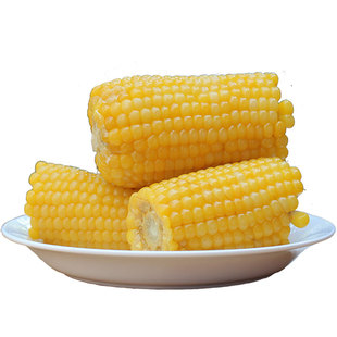 池见25年新黄糯玉米粗粮代餐真空粘苞米甜糯小粒黄非转基因东北产
