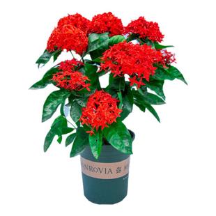 龙船花盆栽带花苞室内阳台室外开花植物绣球四季花卉绿植老桩花苗