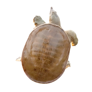 甲鱼纯外塘中华老鳖王八水鱼活体放养团鱼苗滋补王八新鲜包邮送礼