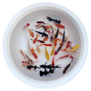 淡水冷水观赏鱼红草金鱼自来水耐养活鱼小金鱼饲料活体锦鲫小锦鲤