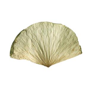 整张荷叶叫花鸡荷叶鸡包糯米鸡用荷叶熬粥荷叶片500g新鲜干荷叶