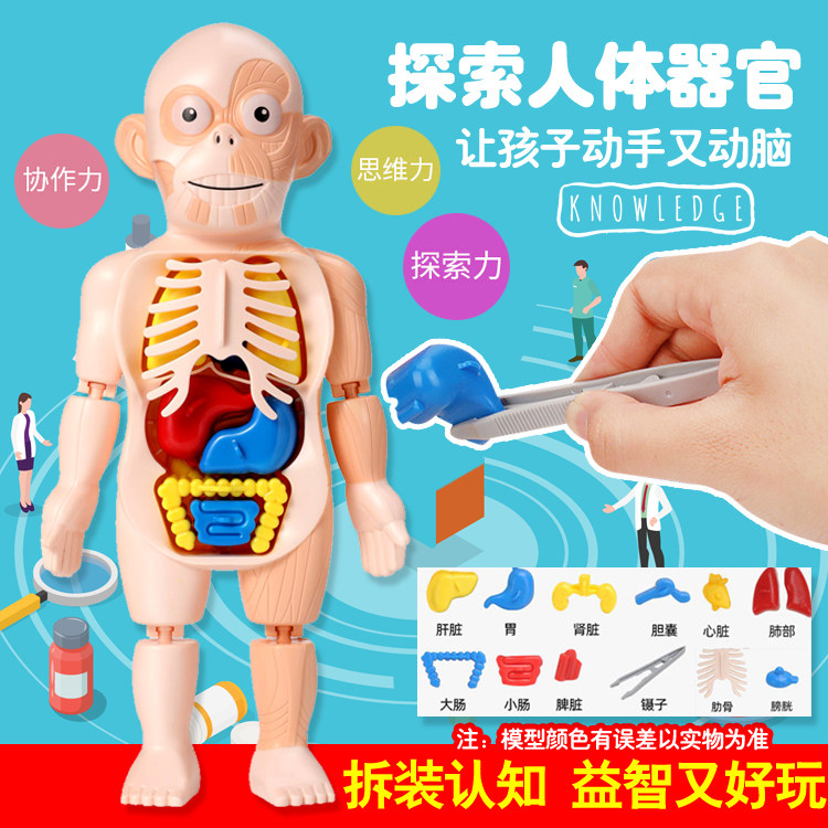 儿童早教启蒙认知人体器官模型摆件diy拼装医学认知卡通科普玩具