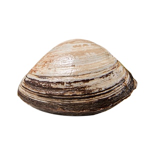 鲜活北极贝刺身俄罗斯新鲜贝片裙边日料大连生海鲜商用马贝北寄贝