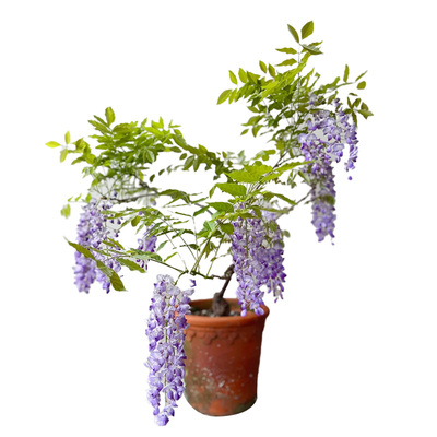 带花庭院紫藤花树苗壹植庭院