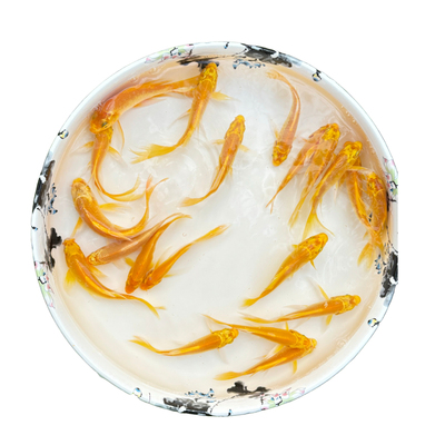 黄金锦鲤活体观赏鱼好养耐活