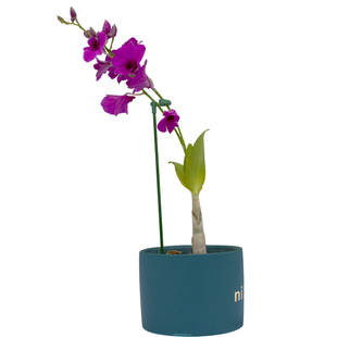 蝴蝶兰多肉小花架支撑杆简易兰花君子兰小型迷你固定防倒伏护叶架