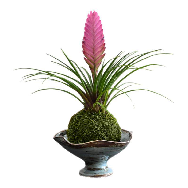 铁兰花苔藓球桌面绿植好养净化