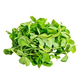 苜蓿菜新鲜现摘草头食用苜蓿芽头茬苜蓿草野生当季山野菜蔬菜包邮