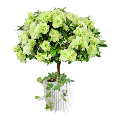 绿色光辉杜鹃四季开花阳台