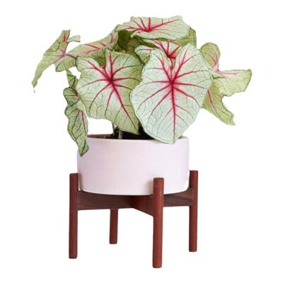 稀有猩红玛丽卡洛琳粉色飞溅彩叶芋和声白色恋人泰国美人绿植盆栽