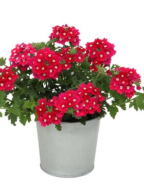 美女樱花苗阳台开花易种