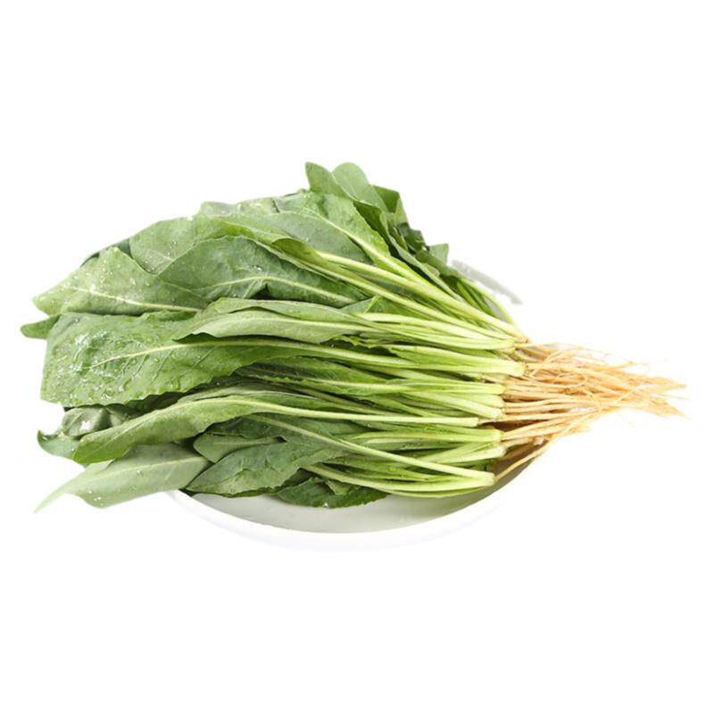 当季时令蔬菜带根板蓝根叶野菜