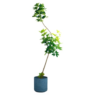 【直播专拍】鸭脚木龟背黄金榕大叶伞黑金刚千年木琴叶榕百合竹