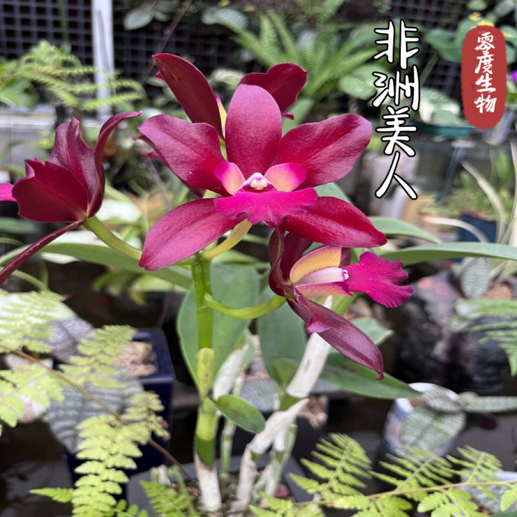 卡特兰/石斛兰/杂兰室内阳台花卉植物盆栽观赏美观