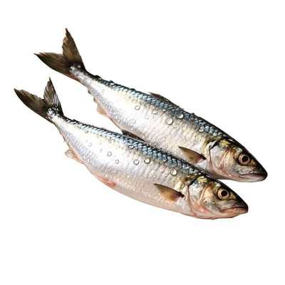 《顺丰空运》嗒莎熊俄罗斯风味烟熏三文鱼虹鳟熏鲱鱼熏鱼娘娘同款