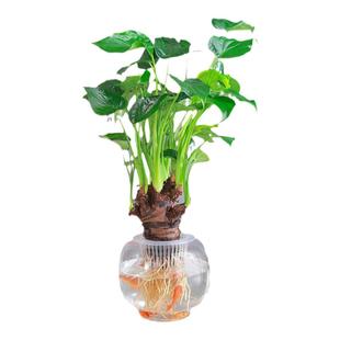 水培植物千手观音盆栽净化空气室内盆景滴水观音千佛手绿萝常绿叶