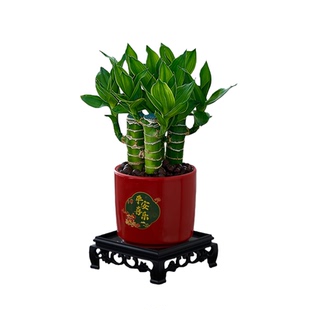 文昌竹金榜提名富贵竹盆栽室内绿植办公桌装饰简约好养活净化空气