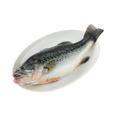 江苏鲜活现杀生态淡水鲈鱼整鱼