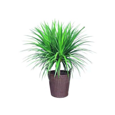 龙须树盆栽龙血树龙须树绿植盆栽