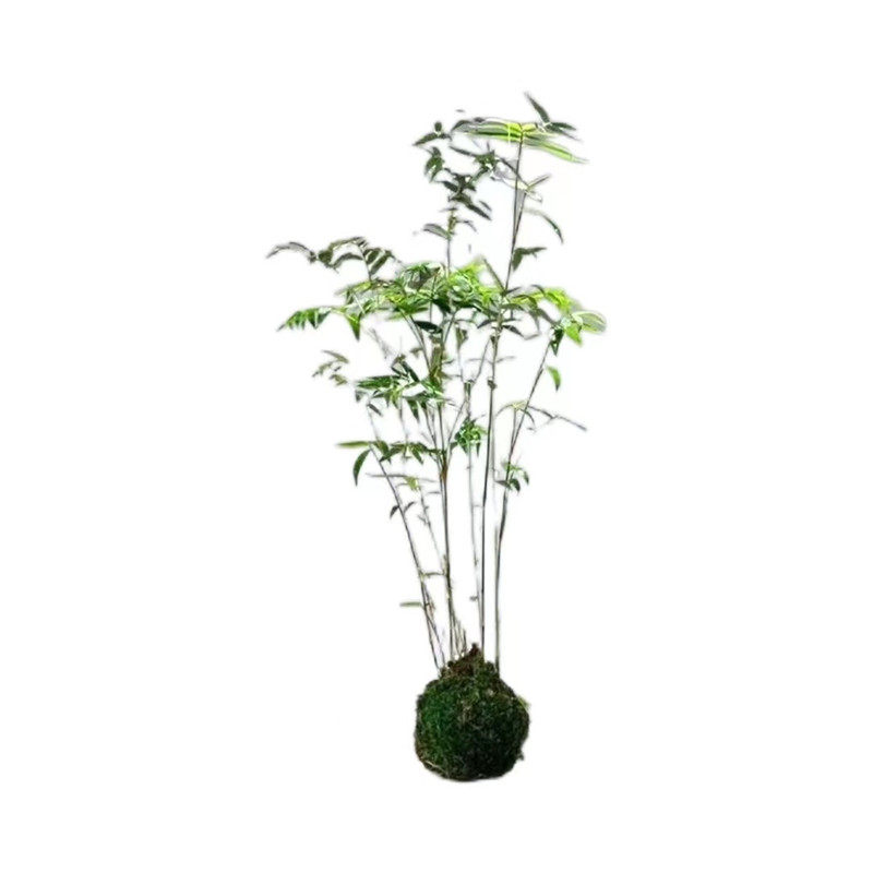 米竹盆景植物室内微观盆景凤尾竹观音竹观赏竹子庭院小型米竹盆栽