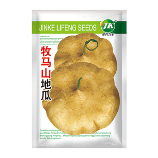 牧马山地瓜种子 早熟高产凉薯种籽 水果沙葛凉瓜种子农家蔬菜种孑