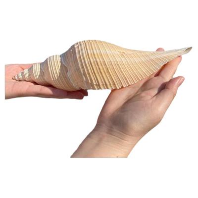 天然海螺大响螺长香螺贝壳标本收藏摆件法器号角鱼缸水族造景