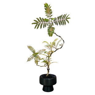 禅意造型蓝花楹盆栽办公室桌面高级感绿植四季常青花卉植物好养活