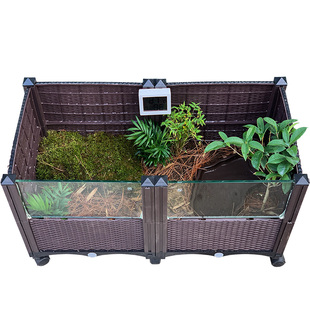缘友之家 黄缘闭壳龟环境专用植物 安缘台缘环境植黄缘龟苗养殖箱