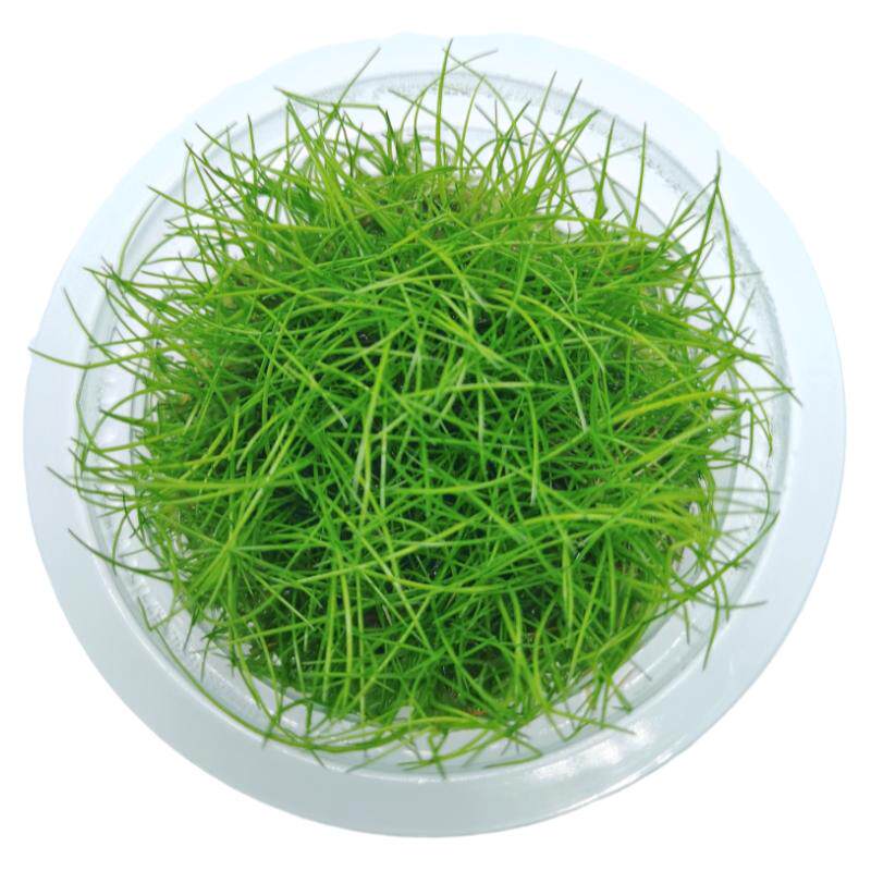 无菌杯迷你牛毛水草爬地挖耳草