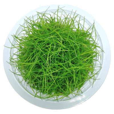 无菌杯迷你牛毛水草爬地挖耳草