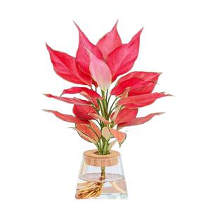 吉利红水培如意皇后室内盆栽植物发财树小绿植四季好养办公室花卉