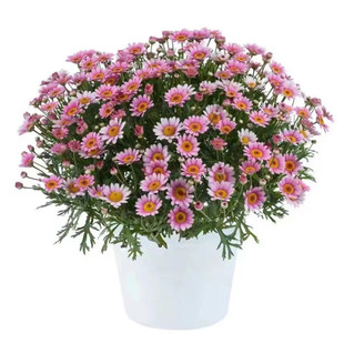 玛格丽特花苗茼蒿菊重瓣糖果玛蜜糖蓝玛苗耐寒桃粉之眼易爆盆包邮