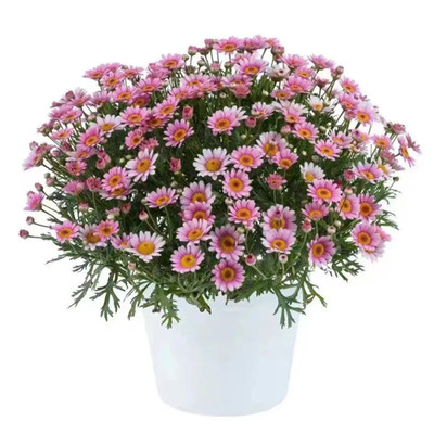 玛格丽特菊小雏菊糖果玛茼蒿菊