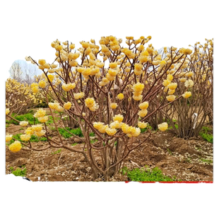 结香花树苗耐寒耐冻花卉盆栽庭院园林绿化植物梦冬花大苗四季种植