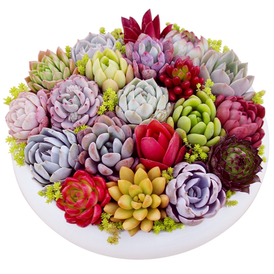 新手好养阳台多肉植物懒人植物