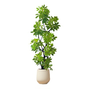 造型鸭脚木客厅大盆栽室内高级感大型落地式绿植物四季常青鸭掌木