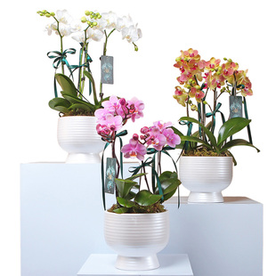 精品台湾蝴蝶兰高档新春年宵花礼品花卉闪送大花蕙兰盆栽北京同城