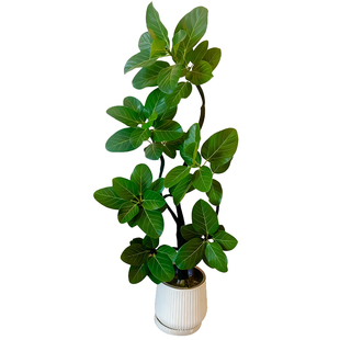 孟加拉榕客厅绿植高级感室内大型植物盆栽网红大叶易活好养办公室