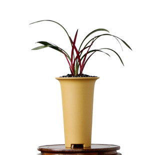 翁源兰花正品四季建兰红草奇花红荷带花浓香好养室内绿植花卉盆栽