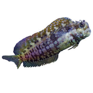 海水观赏鱼西瓜刨翻沙工具鱼海缸精灵杂食可爱清理能手海洋活体