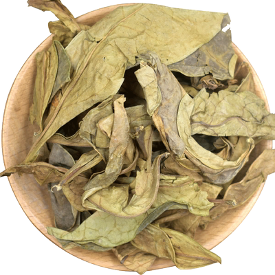 野生龙脷草中药材正品新货