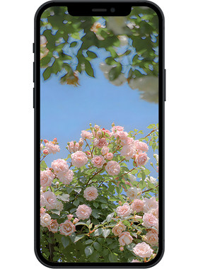 蓝天粉白玫瑰簇治愈超清壁纸iphone苹果安卓手机电脑ipad平板壁纸